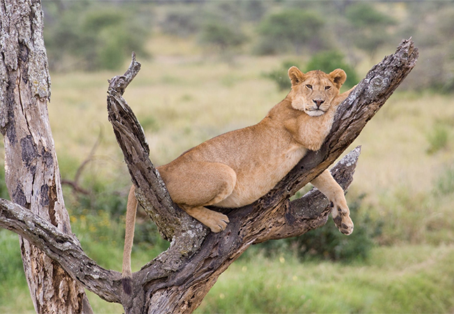 2 Days Lake Manyara – Ngorongoro Crater Safari Package