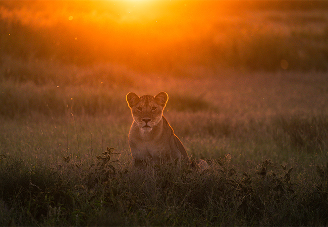 3 Days Serengeti National Park Safari Package