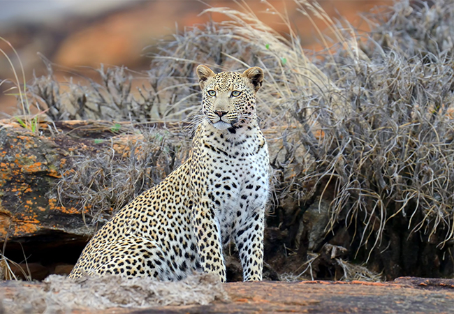 4 Days Amboseli – Tsavo East Drop Mombasa