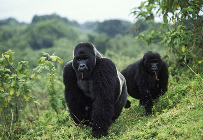 6 Days Gorillas and Game Safari in Rwanda